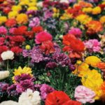 Elegantní Outfit pro Svědkyni na Svatbu