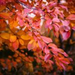 Oranžová barva v módním světě: Trendy a stylové kombinace