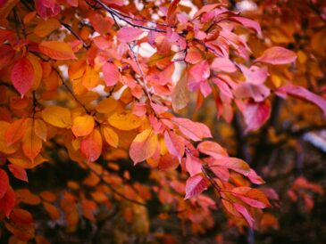 Photo fall trendy colors